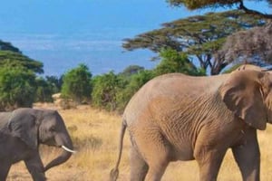 1-dniowa wycieczka do Parku Narodowego Amboseli z Nairobi