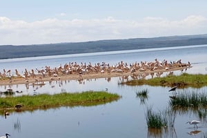 Excursión de un día al Lago Elementaita y al Lago Naivasha desde Nairobi