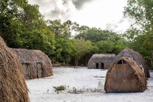 Diani: Fugletitting i Arabuko, naturspasertur i Tsavo East