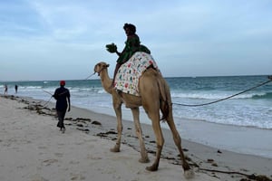 DIANI: KAMELENRIT OP HET STRAND