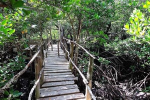 Diani: Kaya Kinondo hellige skog og Gazi Bay-tur