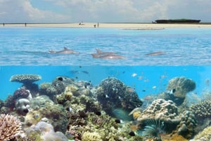 Diani: Kisite Mpunguti Marine Park med frokost