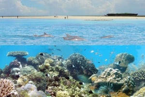 ディアニ：キシテ・ムプングティ海洋公園（昼食付