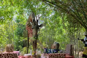 DIANI: CONDIVIDI UN PASTO CON LE GIRAFFE