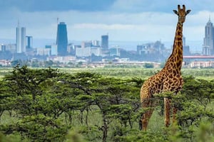 早朝ナイロビ公園 ゾウ＆キリンセンター