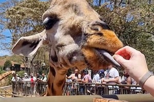 Elefantbarnehjem og giraffesenter med valgmuligheter