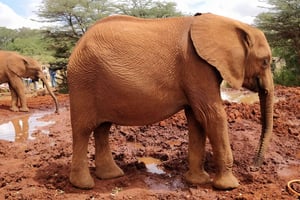 Orfanato de elefantes, Centro de Girafas e Parque Nacional de Nairóbi