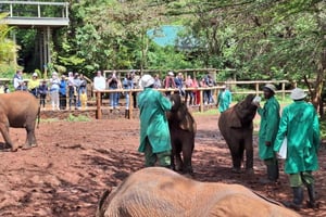 Elephant Sanctuary &Giraffe Center Day Tour With Free Pickup