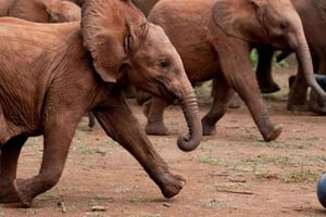 Visite de l'orphelinat des éléphants, du centre des girafes et du musée Blixen