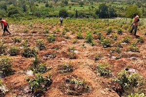 Embu: Muguka Farm Tour with Tea Tasting and Snacks