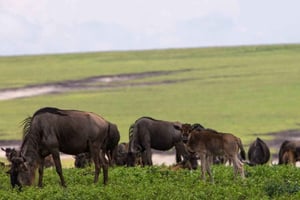 Entebbe: 9-tägiges Uganda-Gorilla-Trekking & Tansania-Safari