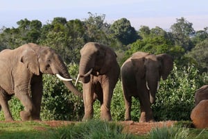 Explora Aberdare:Observa los 5 Grandes, las Cascadas y acampa en la naturaleza