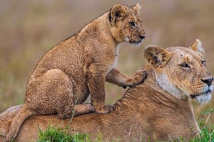 Desde la playa de Diani Safari de 4 días a Tsavo Este, Oeste y Amboseli