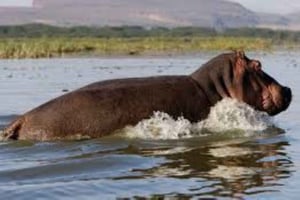 Fra Nairobi: 2-dagers Naivasha-safari med overnatting