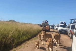 From Nairobi: 3 Days, 2 Nights Maasai Mara Group Safari