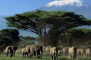 Fra Nairobi: 3-dagers safari i Amboseli nasjonalpark