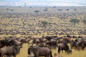 Da Nairobi: Safari di 3 giorni per la migrazione degli gnu nel Masai Mara