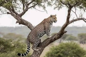 ナイロビ発：シビロイ国立公園＆コービ・フォラ3日ツアー