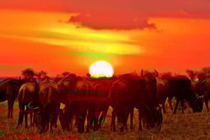 Au départ de Nairobi : safari en groupe de 3 jours dans le Maasai Mara en 4x4