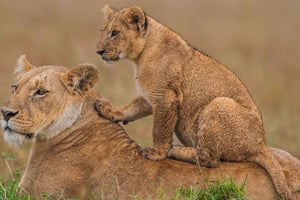 Nairobista: 3 päivää Masai Maran kansallispuiston safari