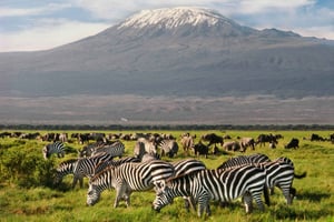 Из Найроби: 9-дневное сафари по Кении с проживанием