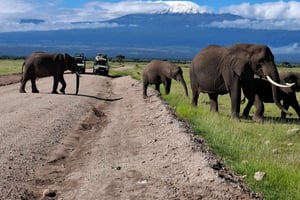 Desde Nairobi: excursión de 1 día al Parque Nacional de Amboseli y safari