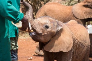 Vanuit Nairobi: David Sheldrick Elephant Trust halfdaagse tour