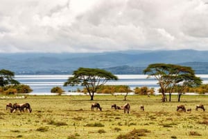 Fra Nairobi: Guidet dagstur til Nakuru Lake nasjonalpark