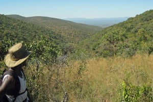 Fra Nairobi: Guidet vandretur til Taffelbjerget i Aberdare