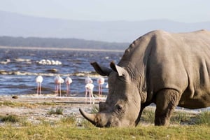 Från Nairobi: Dagstur till Nakurusjöarna och Naivasha nationalpark