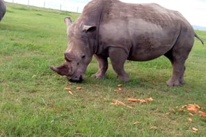 Z Nairobi: Ol Pejeta Conservancy Prywatna jednodniowa wycieczka