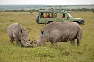 Från Nairobi: Övernattning Ol Pejeta Conservancy Safari