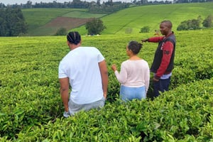 From Nairobi: Riara tea farm tour with lunch and tea tasting