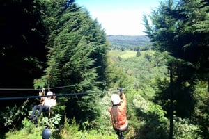 Fra Nairobi: Safari med zipline-eventyr