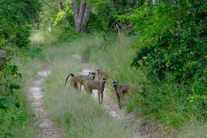 Passeio de dia inteiro ao Parque Nacional Arabuko Sokoke saindo de Malindi