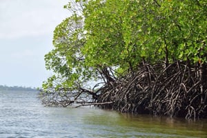 Funzi Island: Full-Day Funzi Tour with Boat & Seafood Lunch