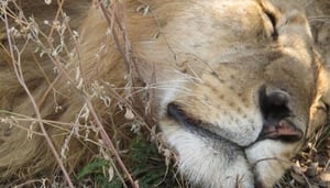 Gametrackers safaris