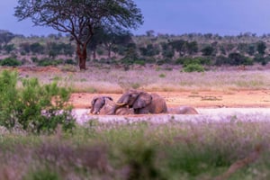 Geweldige Keniaanse safari: 6 dagen in Tsavo West, East & Amboseli