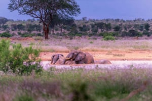 Grand safari au Kenya : 6 jours dans les parcs nationaux de Tsavo Ouest, Tsavo Est et Amboseli