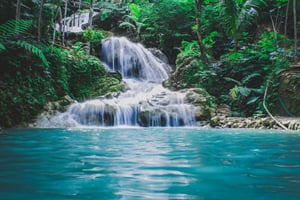 Vandring i Karura-skogen