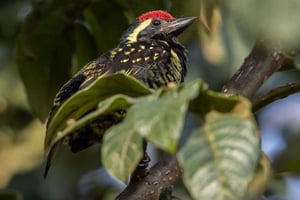 Kakamega Forest: 3 nachten vogelsafari vanuit Nairobi