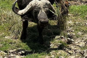 ケニア：6日間のアンボセリ、ナクル湖、マサイマラサファリ