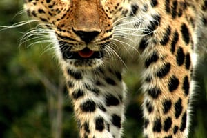 Kenia: 6 päivän retkeilysafari ryhmään liittyminen