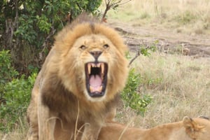 Kenya: 7-dagers safari i Masai Mara, Naivasha-sjøen og Amboseli