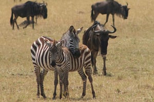 Kenya: 7-dages safari til Maasai Mara, Nakuru-søen og meget mere