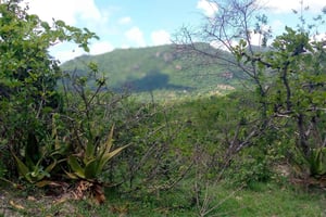 Кения: экскурсия по горе Кения, хребту Абердэр и заповеднику Хеллс-Гейт