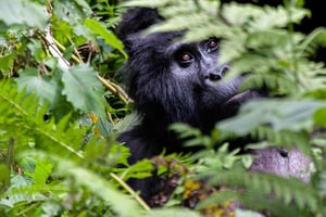 Kenia, Tanzania, Oeganda, Rwanda en Burundi: 25-daagse rondreis