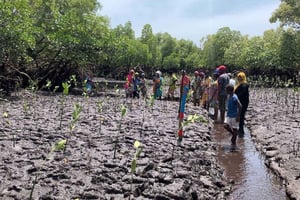 Кипини: пешая экскурсия по мангровым зарослям