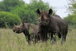 キスム：ンデレ島国立公園への日帰りツアー（昼食付き）
