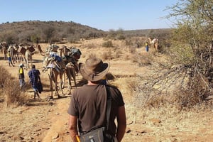 Laikipia: wandeling met kameelkaravaan en lunch